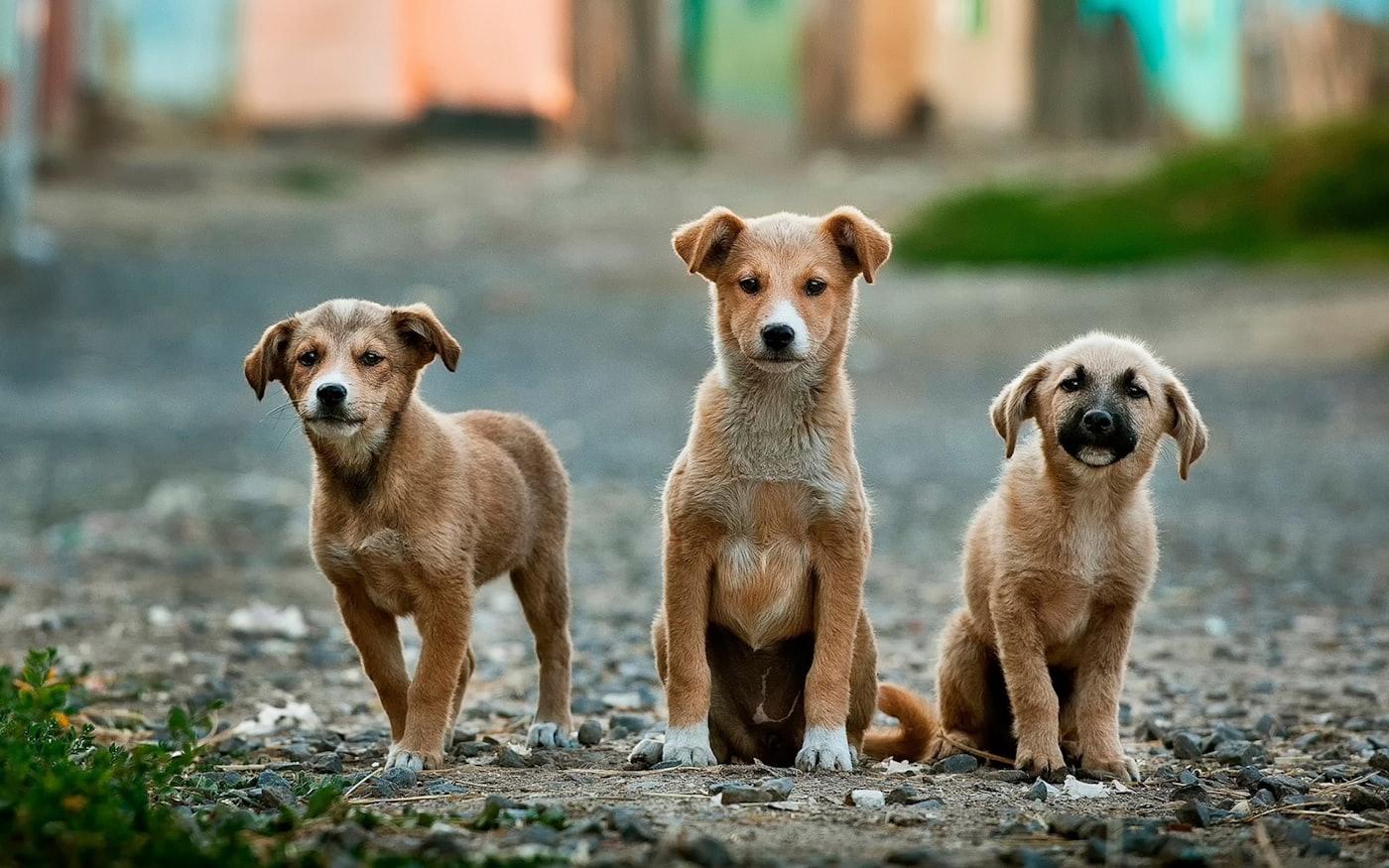 Cachorritos rescatados