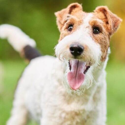 Foto de Tintin