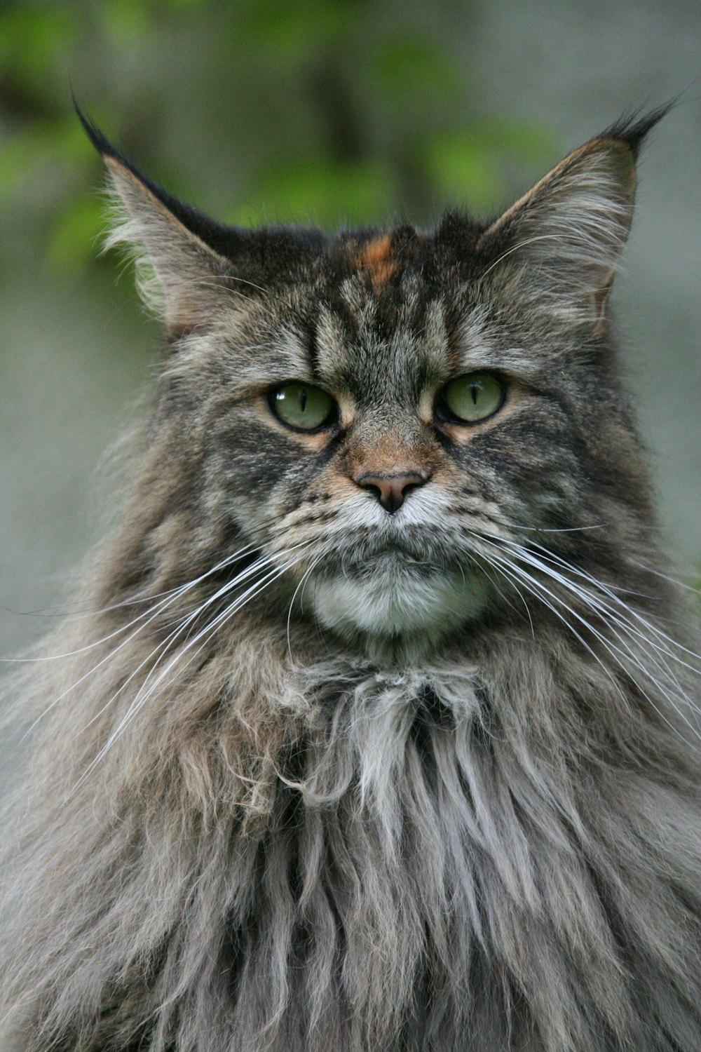 Photo of Pelusa